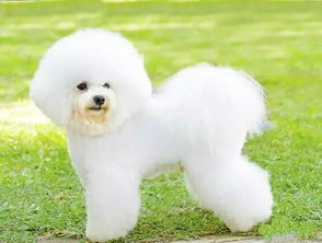 寵物食品 撬動千億寵物經(jīng)濟(jì)的黃金賽道